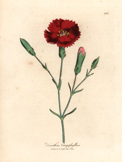 Crimson nellike, nellike pink, Dianthus caryophyllus, fra en botanisk illustration af James Sowerby fra William Woodville og Sir William Jackson Hookers "Medical Botany" 1832 (håndfarvet kobberstik) af James (after) Sowerby