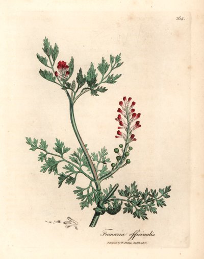 Crimson blomstret fumitory, Fumaria officinalis, fra en botanisk illustration af James Sowerby fra William Woodville og Sir William Jackson Hookers "Medical Botany" 1832 (håndfarvet kobberstik) af James (after) Sowerby