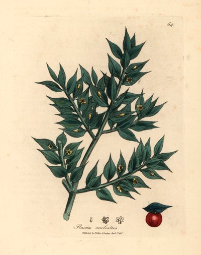 Grønblomstret slagterkost, Ruscus aculeatus, fra en botanisk illustration af James Sowerby fra William Woodville og Sir William Jackson Hookers "Medical Botany" 1832 (håndfarvet kobberstik) af James (after) Sowerby