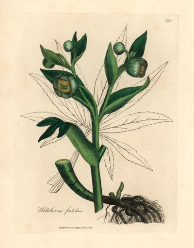 Grønblomstret stinkende hellebore eller bjørnefod, Helleborus foetidus, fra en botanisk illustration af James Sowerby fra William Woodville og Sir William Jackson Hookers "Medical Botany" 1832 (håndfarvet kobberstik) af James (after) Sowerby
