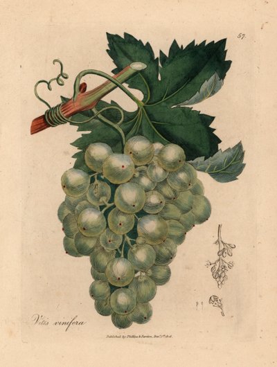 Grønne druer, vin og blade, Vitis vinifera, fra en botanisk illustration af James Sowerby fra William Woodville og Sir William Jackson Hookers "Medical Botany" 1832 (håndfarvet kobberstik) af James (after) Sowerby