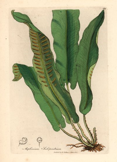 Harts-tongue bregne, Asplenium scolopendrium, fra en botanisk illustration af James Sowerby fra William Woodville og Sir William Jackson Hookers "Medical Botany" 1832 (håndfarvet kobberstik) af James (after) Sowerby
