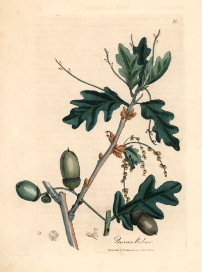 Blade og agern af almindelig eg, Quercus robur, fra en botanisk illustration af James Sowerby fra William Woodville og Sir William Jackson Hookers "Medical Botany" 1832 (håndfarvet kobberstik) af James (after) Sowerby