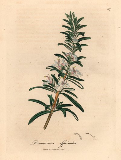 Lyseblå blomstret rosmarin, Rosmarinus officinalis, fra en botanisk illustration af James Sowerby fra William Woodville og Sir William Jackson Hookers "Medical Botany" 1832 (håndfarvet kobberstik) af James (after) Sowerby