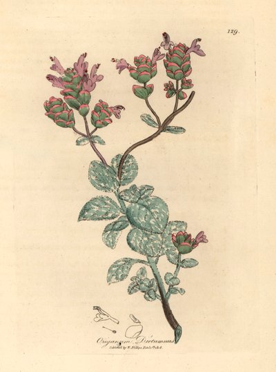 Syrenblomstret dittany af Kreta, Origanum dictamnus, fra en botanisk illustration af James Sowerby fra William Woodville og Sir William Jackson Hookers "Medical Botany" 1832 (håndfarvet kobberstik) af James (after) Sowerby