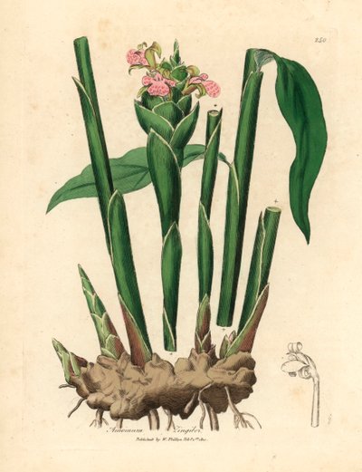 Smalbladet ingefær, Zingiber officinale, fra en botanisk illustration af James Sowerby fra William Woodville og Sir William Jackson Hookers "Medical Botany" 1832 (håndfarvet kobberstik) af James (after) Sowerby
