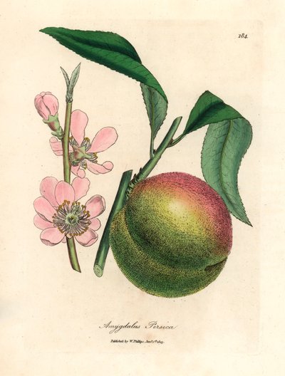 Ferskentræ med moden frugt og lyserød blomst, Amygdalus persica, fra en botanisk illustration af James Sowerby fra William Woodville og Sir William Jackson Hookers "Medical Botany" 1832 (håndfarvet kobberstik) af James (after) Sowerby
