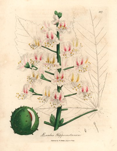Pink blomst og frugt af hestekastanjetræet, Aesculus hippocastanum, fra en botanisk illustration af James Sowerby fra William Woodville og Sir William Jackson Hookers "Medical Botany" 1832 (håndfarvet kobberstik) af James (after) Sowerby