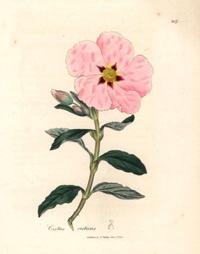 Pinkblomstret kretensisk cistus, Cistus creticus, fra en botanisk illustration af James Sowerby fra William Woodville og Sir William Jackson Hookers "Medical Botany" 1832 (håndfarvet kobberstik) af James (after) Sowerby