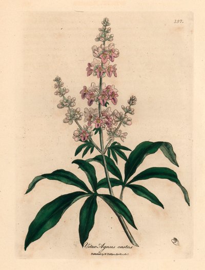 Lyserødt blomstret kysk træ, Vitex agnus castus, fra en botanisk illustration af James Sowerby fra William Woodville og Sir William Jackson Hookers "Medical Botany" 1832 (håndfarvet kobberstik) af James (after) Sowerby