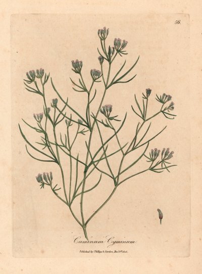 Lyserød blomstret spidskommen, Cuminum cyminum, fra en botanisk illustration af James Sowerby fra William Woodville og Sir William Jackson Hookers "Medical Botany" 1832 (håndfarvet kobberstik) af James (after) Sowerby