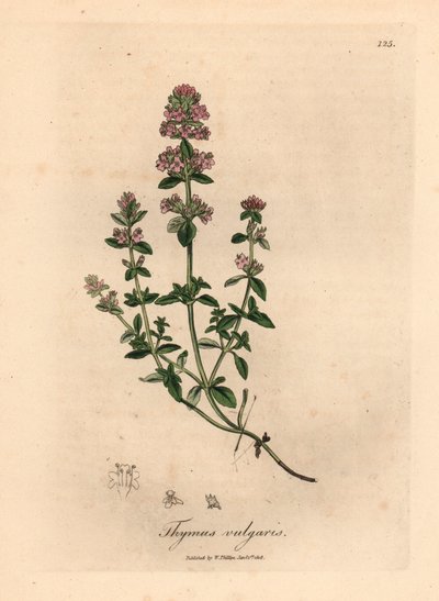 Lyserød blomstret havetimian, Thymus vulgaris, fra en botanisk illustration af James Sowerby fra William Woodville og Sir William Jackson Hookers "Medical Botany" 1832 (håndfarvet kobberstik) af James (after) Sowerby