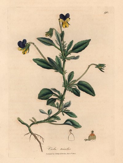 Lilla og gul stedmoderblomst, Viola tricolor, fra en botanisk illustration af James Sowerby fra William Woodville og Sir William Jackson Hookers "Medical Botany" 1832 (håndfarvet kobberstik) af James (after) Sowerby