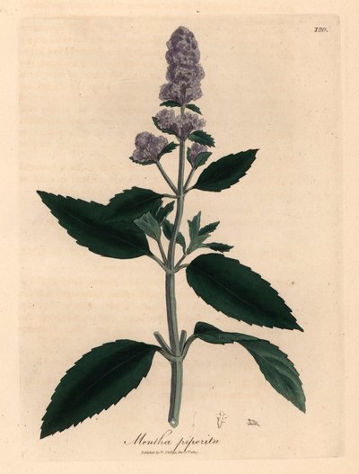 Lilla blomstret pebermynte, Mentha piperita, fra en botanisk illustration af James Sowerby fra William Woodville og Sir William Jackson Hookers "Medical Botany" 1832 (håndfarvet kobberstik) af James (after) Sowerby