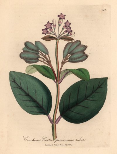 Lillablomstret rødt peruviansk barktræ, Cinchona cortex peruvianus ruber, fra en botanisk illustration af James Sowerby fra William Woodville og Sir William Jackson Hookers "Medical Botany" 1832 (håndfarvet kobberstik) af James (after) Sowerby