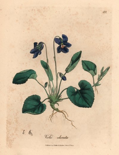 Lilla blomstret sød viol, Viola odorata, fra en botanisk illustration af James Sowerby fra William Woodville og Sir William Jackson Hookers "Medical Botany" 1832 (håndfarvet kobberstik) af James (after) Sowerby