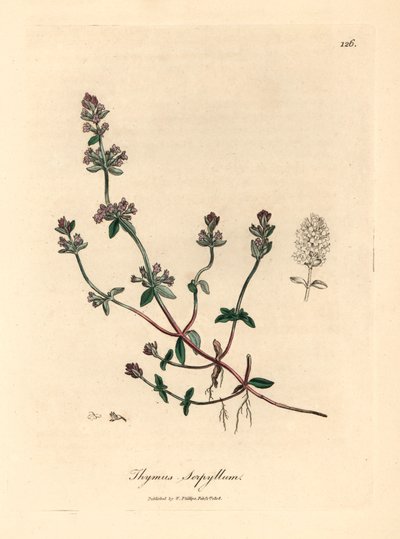 Lilla blomstret vild timian, Thymus serpyllum, fra en botanisk illustration af James Sowerby fra William Woodville og Sir William Jackson Hookers "Medical Botany" 1832 (håndfarvet kobberstik) af James (after) Sowerby
