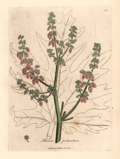 Rubarb blomster og stilk, bladomrids, Rheum palmatum, fra en botanisk illustration af James Sowerby fra William Woodville og Sir William Jackson Hookers "Medical Botany" 1832 (håndfarvet kobberstik) af James (after) Sowerby
