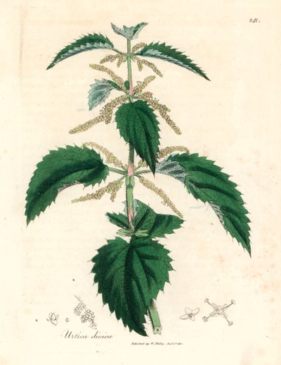 Brændenælde, Urtica dioica, fra en botanisk illustration af James Sowerby fra William Woodville og Sir William Jackson Hookers "Medical Botany" 1832 (håndfarvet kobberstik) af James (after) Sowerby