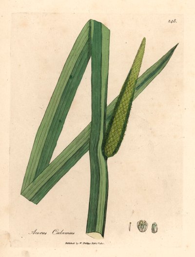 Sødt flag, Acorus calamus, fra en botanisk illustration af James Sowerby fra William Woodville og Sir William Jackson Hookers "Medical Botany" 1832 (håndfarvet kobberstik) af James (after) Sowerby