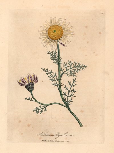 Hvid og gul spansk kamille, Anthemis pyrethrum, fra en botanisk illustration af James Sowerby fra William Woodville og Sir William Jackson Hookers "Medical Botany" 1832 (håndfarvet kobberstik) af James (after) Sowerby