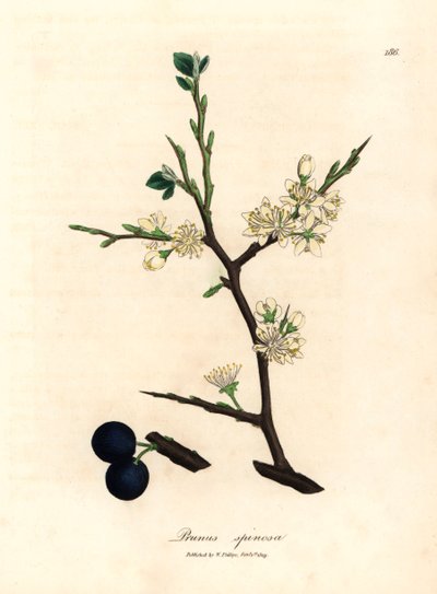 Hvide blomster og blå bær af slåentræet, Prunus spinosa, fra en botanisk illustration af James Sowerby fra William Woodville og Sir William Jackson Hookers "Medical Botany" 1832 (håndfarvet kobberstik) af James (after) Sowerby