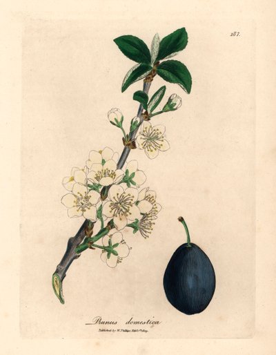 Hvid blomst og frugt af blomme- eller svesketræet, Prunus domestica, fra en botanisk illustration af James Sowerby fra William Woodville og Sir William Jackson Hookers "Medical Botany" 1832 (håndfarvet kobberstik) af James (after) Sowerby