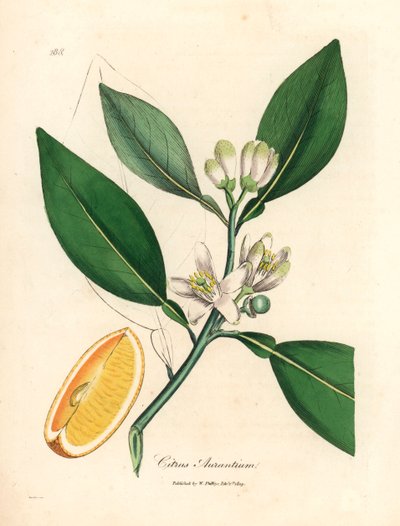 Hvide blomster og moden frugt segment af appelsintræet, Citrus aurantium, fra en botanisk illustration af James Sowerby fra William Woodville og Sir William Jackson Hookers "Medical Botany" 1832 (håndfarvet kobberstik) af James (after) Sowerby