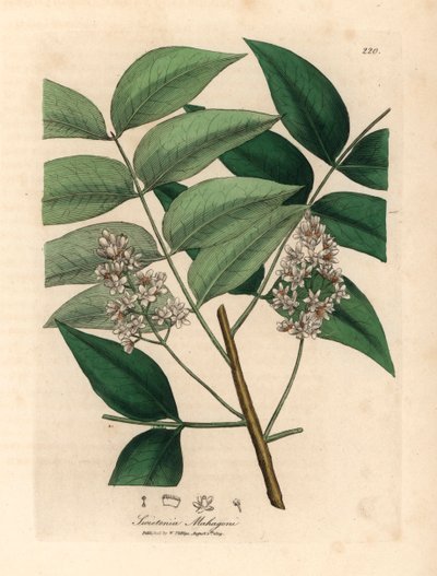 Hvidblomstret mahognitræ, Swietenia mahogani, fra en botanisk illustration af James Sowerby fra William Woodville og Sir William Jackson Hookers "Medical Botany" 1832 (håndfarvet kobberstik) af James (after) Sowerby