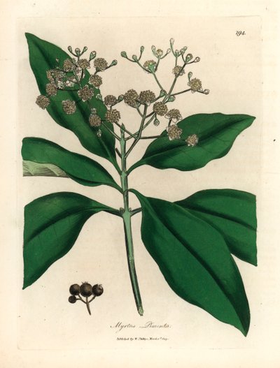 Hvidblomstret krydderitræ, Myrtus pimenta, fra en botanisk illustration af James Sowerby fra William Woodville og Sir William Jackson Hookers "Medical Botany" 1832 (håndfarvet kobberstik) af James (after) Sowerby