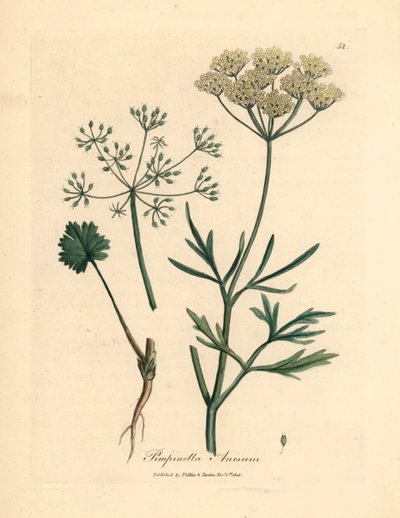 Hvidblomstret anis, Pimpinella anisum, fra en botanisk illustration af James Sowerby fra William Woodville og Sir William Jackson Hookers "Medical Botany" 1832 (håndfarvet kobberstik) af James (after) Sowerby