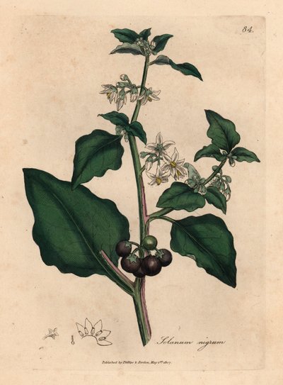 Hvidblomstrede, sorte bær, havenatskygge, Solanum nigrum, fra en botanisk illustration af James Sowerby fra William Woodville og Sir William Jackson Hookers "Medical Botany" 1832 (håndfarvet kobberstik) af James (after) Sowerby