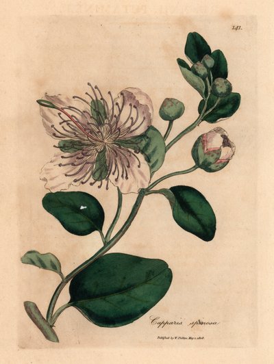 Hvidblomstret kapersbusk, Capparis spinosa, fra en botanisk illustration af James Sowerby fra William Woodville og Sir William Jackson Hookers "Medical Botany" 1832 (håndfarvet kobberstik) af James (after) Sowerby