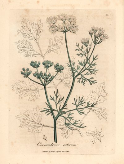 Hvidblomstret koriander, Coriandrum sativum, fra en botanisk illustration af James Sowerby fra William Woodville og Sir William Jackson Hookers "Medical Botany" 1832 (håndfarvet kobberstik) af James (after) Sowerby