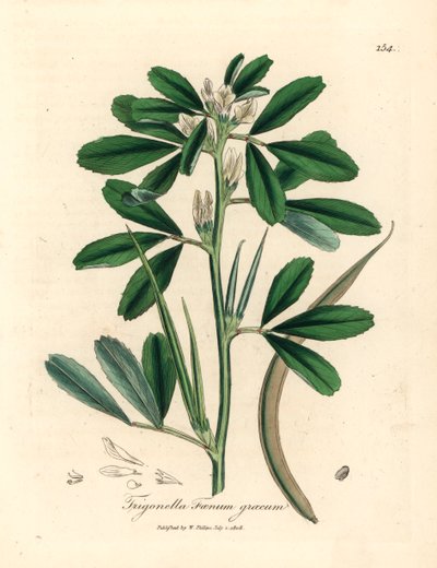 Hvidblomstret bukkehorn med frøstand, Trigonella foenum graecum, fra en botanisk illustration af James Sowerby fra William Woodville og Sir William Jackson Hookers "Medical Botany" 1832 (håndfarvet kobberstik) af James (after) Sowerby