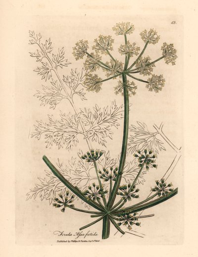 Hvidblomstret gigantisk fennikel eller asafetida, Ferula assafoetida, fra en botanisk illustration af James Sowerby fra William Woodville og Sir William Jackson Hookers "Medical Botany" 1832 (håndfarvet kobberstik) af James (after) Sowerby