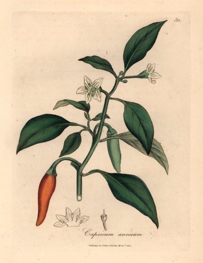 Hvidblomstret, skarlagenrød guinea peber, Capsicum annuum, fra en botanisk illustration af James Sowerby fra William Woodville og Sir William Jackson Hookers "Medical Botany" 1832 (håndfarvet kobberstik) af James (after) Sowerby