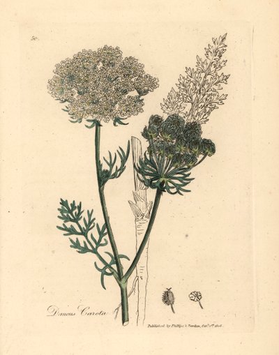 Hvidblomstret vild gulerodsplante, Daucus carota, fra en botanisk illustration af James Sowerby fra William Woodville og Sir William Jackson Hookers "Medical Botany" 1832 (håndfarvet kobberstik) af James (after) Sowerby
