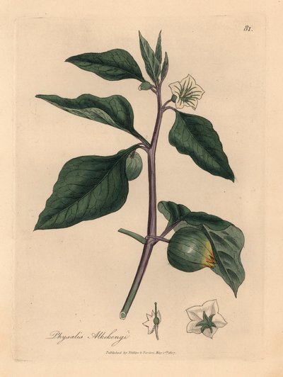 Hvidblomstrede vinterkirsebær, Physalis alkekengi, fra en botanisk illustration af James Sowerby fra William Woodville og Sir William Jackson Hookers "Medical Botany" 1832 (håndfarvet kobberstik) af James (after) Sowerby