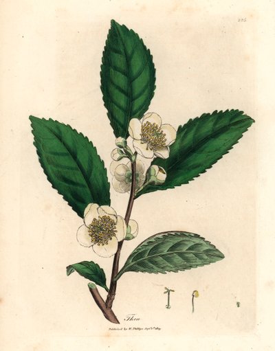 Hvide blomster og grønne teblade, Thea bohea, Camellia sinensis, fra en botanisk illustration af James Sowerby fra William Woodville og Sir William Jackson Hookers "Medical Botany" 1832 (håndfarvet kobberstik) af James (after) Sowerby