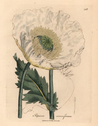 Hvid valmue, Papaver somniferum, fra en botanisk illustration af James Sowerby fra William Woodville og Sir William Jackson Hookers "Medical Botany" 1832 (håndfarvet kobberstik) af James (after) Sowerby