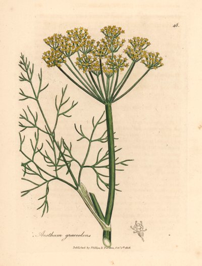 Gulblomstret dild, Anethum graveolens, fra en botanisk illustration af James Sowerby fra William Woodville og Sir William Jackson Hookers "Medical Botany" 1832 (håndfarvet kobberstik) af James (after) Sowerby