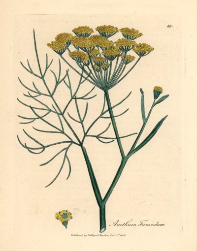 Gulblomstret fennikel, Anethum foeniculum, fra en botanisk illustration af James Sowerby fra William Woodville og Sir William Jackson Hookers "Medical Botany" 1832 (håndfarvet kobberstik) af James (after) Sowerby