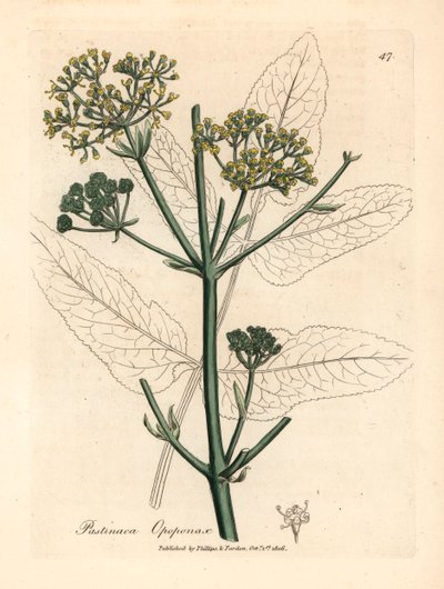 Gulblomstret opopanax eller ru pastinak, Pastinaca opopanax, fra en botanisk illustration af James Sowerby fra William Woodville og Sir William Jackson Hookers "Medical Botany" 1832 (håndfarvet kobberstik) af James (after) Sowerby