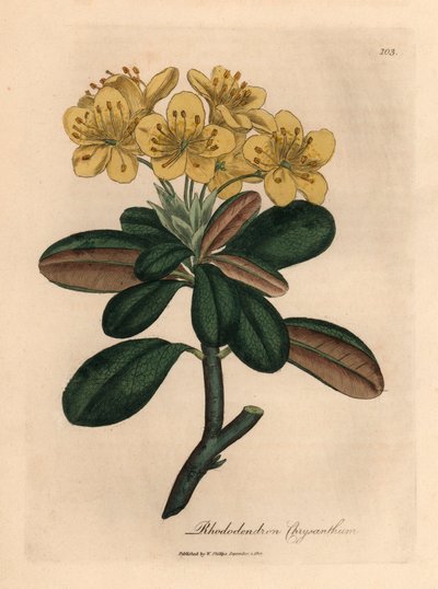 Gulblomstret rhododendron, Rhododendron krysantemum, fra en botanisk illustration af James Sowerby fra William Woodville og Sir William Jackson Hookers "Medical Botany" 1832 (håndfarvet kobberstik) af James (after) Sowerby