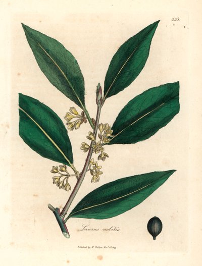 Gulblomstrede søde laurbærblade, Laurus nobilis, fra en botanisk illustration af James Sowerby fra William Woodville og Sir William Jackson Hookers "Medical Botany" 1832 (håndfarvet kobberstik) af James (after) Sowerby