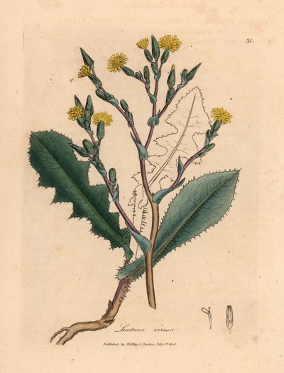 Gulblomstret vildsalat, Lactuca virosa, fra en botanisk illustration af James Sowerby fra William Woodville og Sir William Jackson Hookers "Medical Botany" 1832 (håndfarvet kobberstik) af James (after) Sowerby