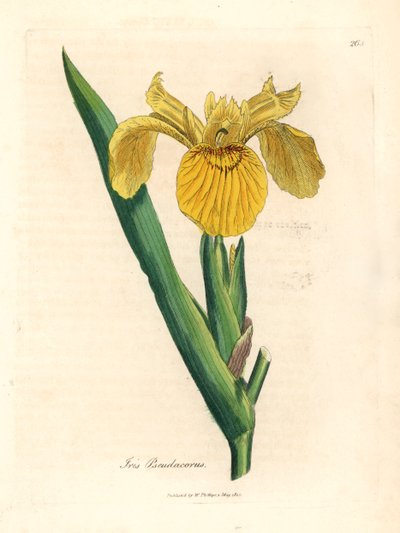 Gult vandflag, Iris pseudocorus, fra en botanisk illustration af James Sowerby fra William Woodville og Sir William Jackson Hookers "Medical Botany" 1832 (håndfarvet kobberstik) af James (after) Sowerby