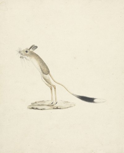 Jerboa nr. 4 (wc over grafit på papir) af James 1730 94 Bruce
