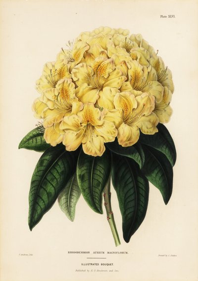 Gylden rhododendron, Rhodendron aureum magniflorum af James Andrews